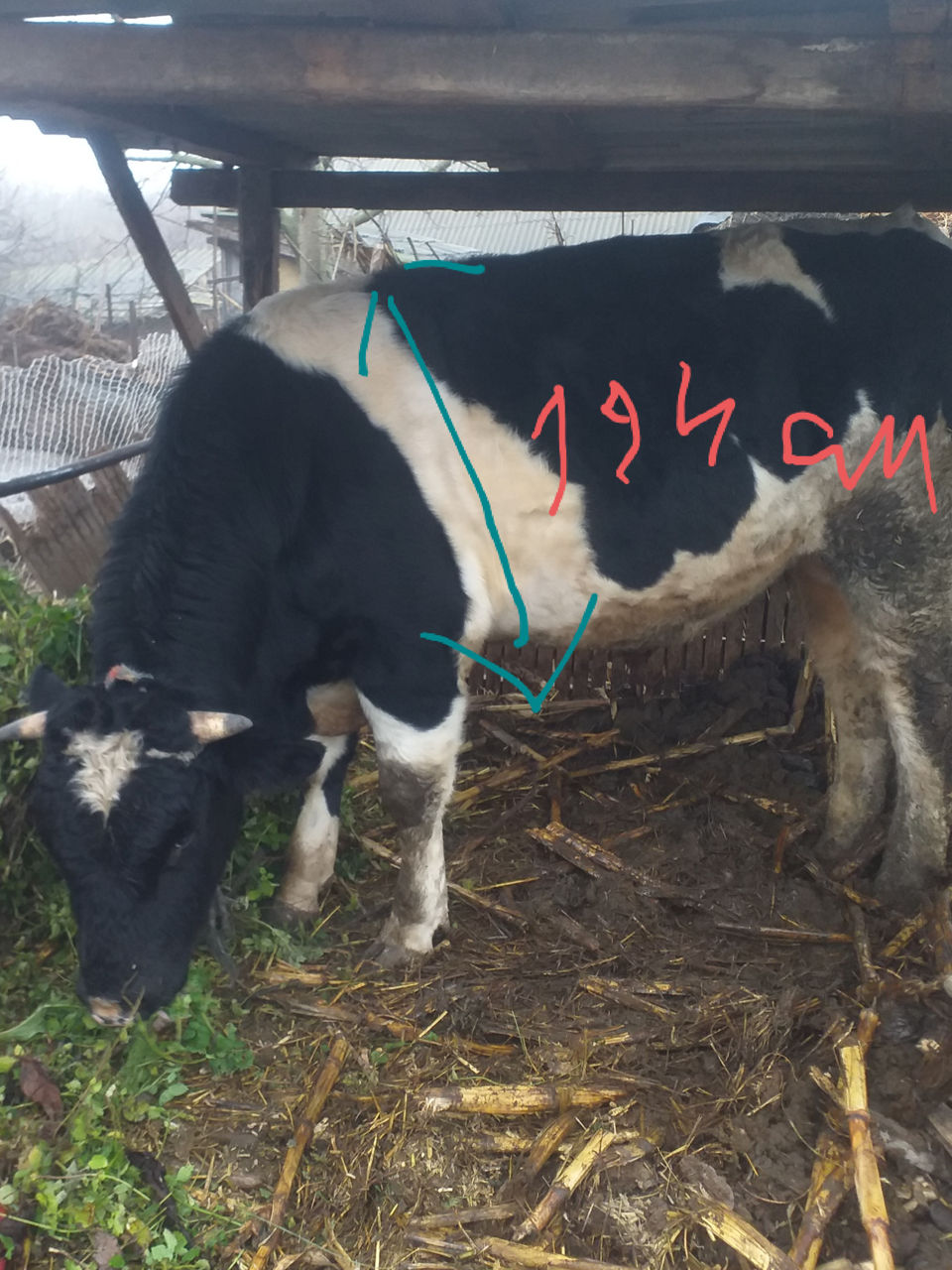 Продам быка 540 кг