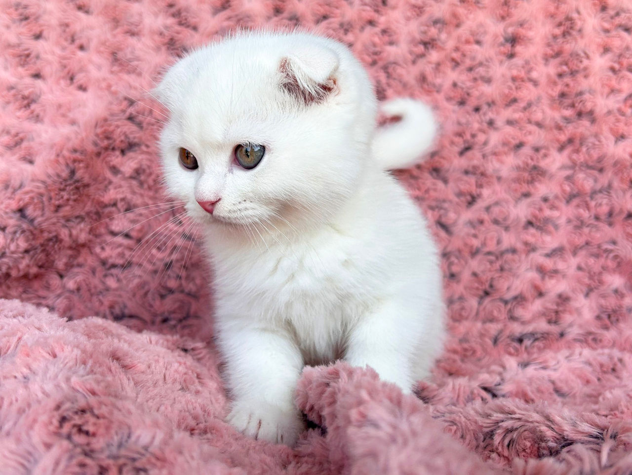 Котята от белого скоттиш фолда с голубыми глазами ! Чудо ангелочки! Продам дорого ! фото 3
