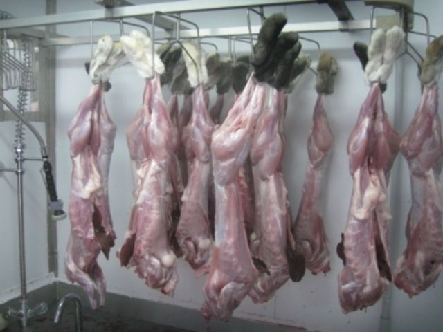 Iepuri in vinzare 100 lei/kg masa vie rasa hicole, panon alb, carne de iepure 140lei/kg. foto 6
