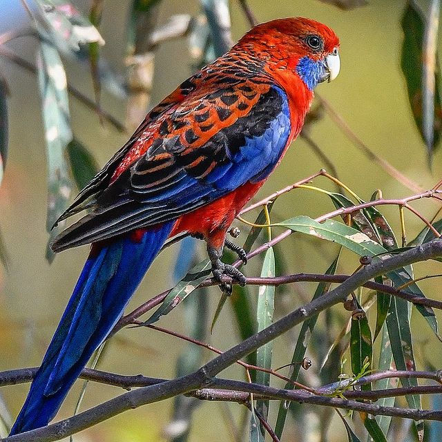 Rosella Pennant foto 2