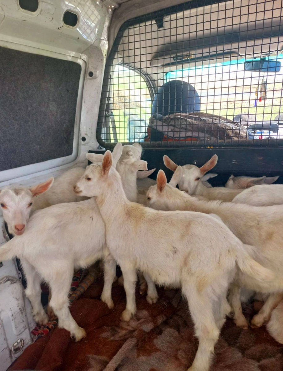 De vânzare: Capre și iedițe Saanen – rasă pură, lapte din belșug фото 4