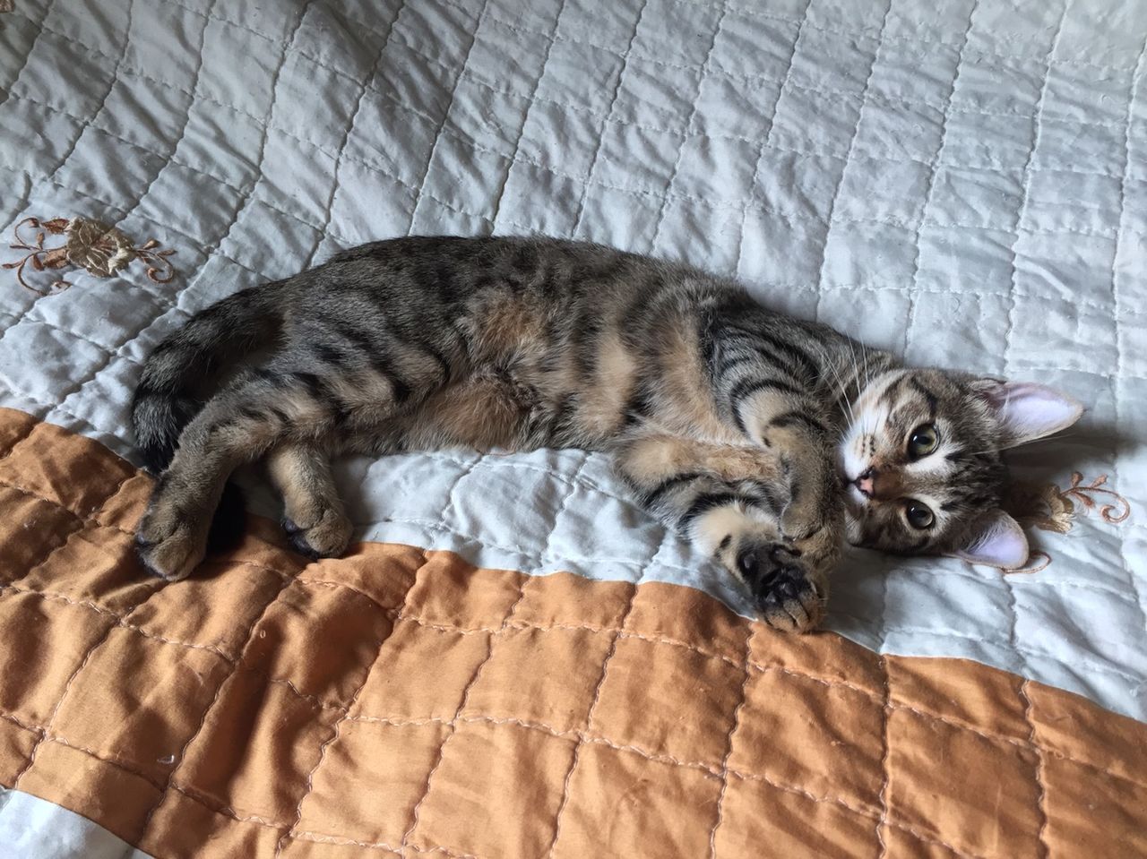 Котенок 5 Месяцев Фото