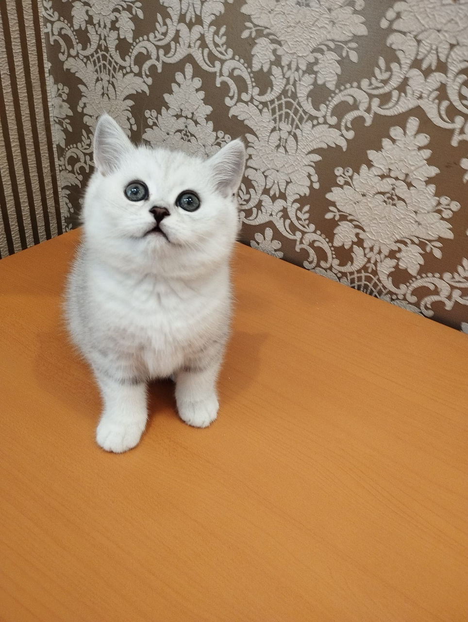 Британская Шиншилла