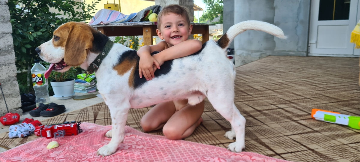 Mascul Beagle La împerechere foto 4