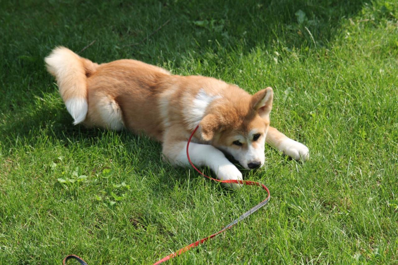 Akita inu - mascul / Акита ину - мальчик  фото 9