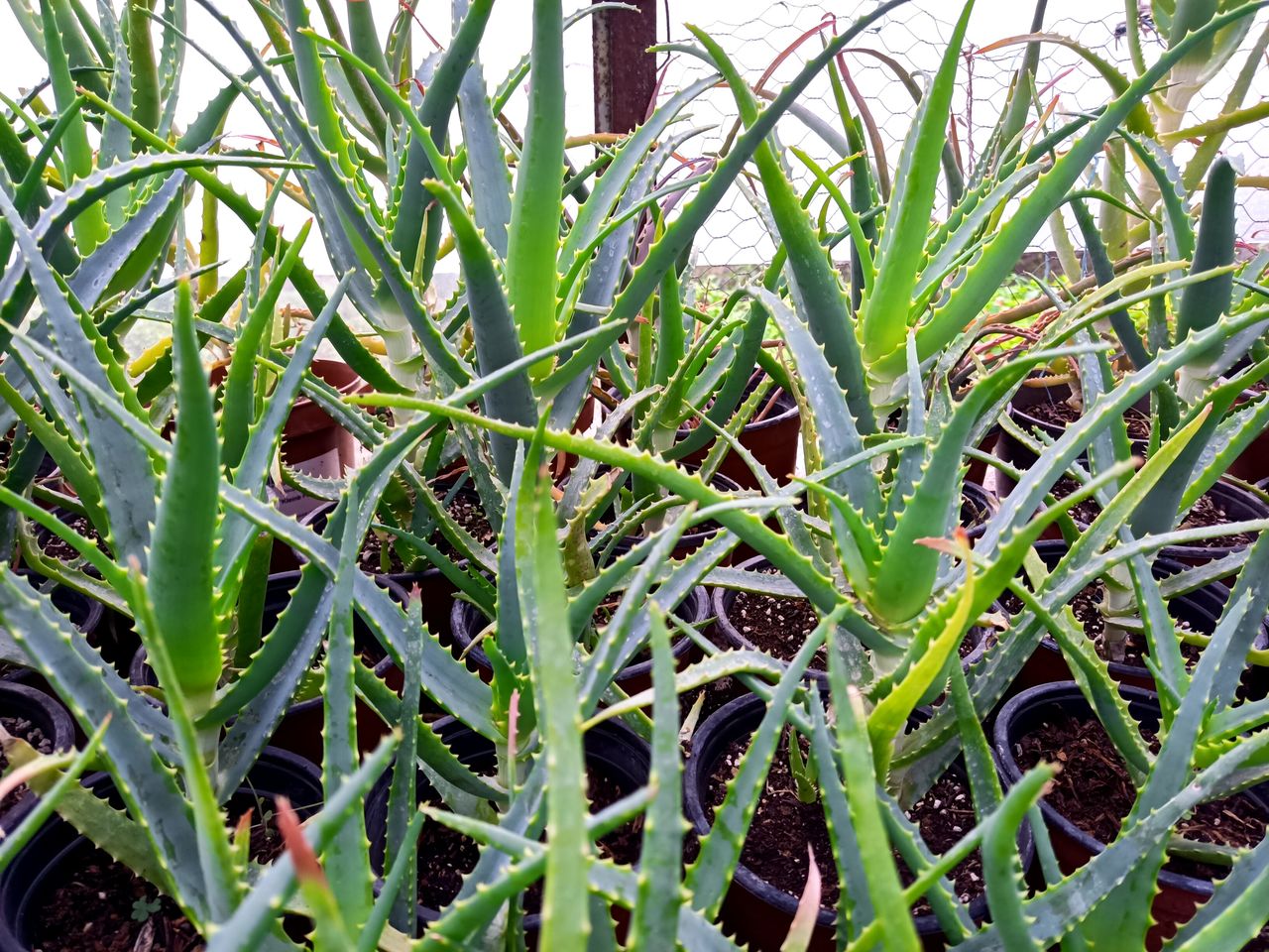 Aloe arboriscens (алоэ, столетник) фото 0