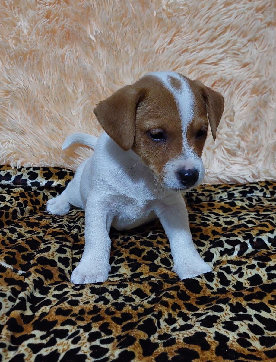 Vând căței jack russell terrier, născuți la 15 august. Or. Soroca foto 6