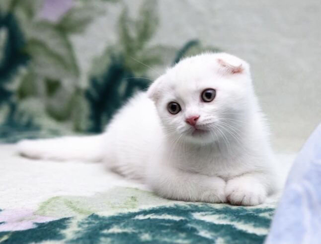 Шотландские вислоухие котята белые - 98 фото