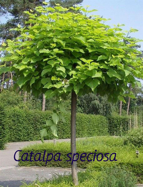 pepiniera. Plante decorative vesnic verzi si frunza cazatoare in com. Tohatin, mun. Chisinau. foto 3