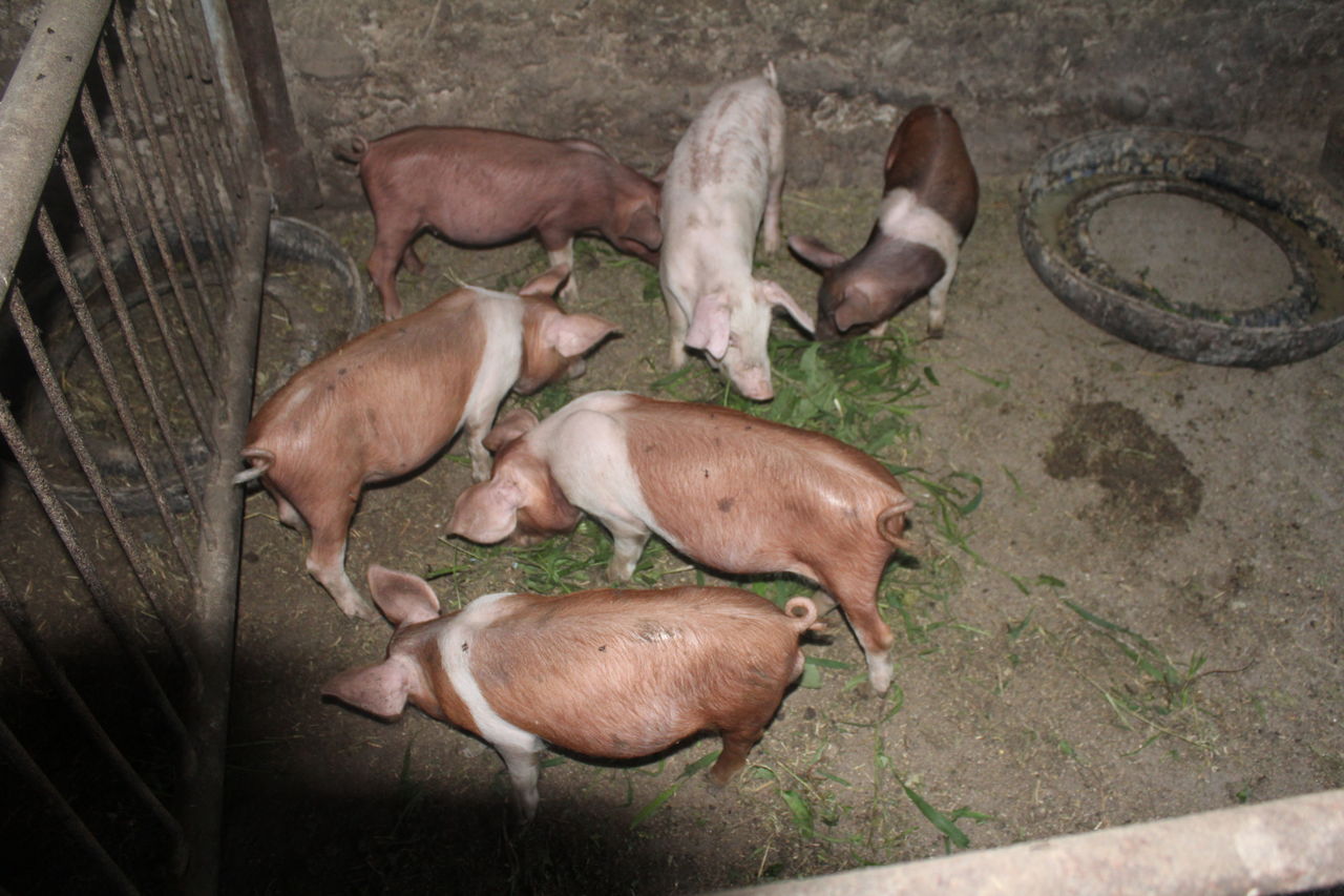 Мясо свиней породы дюрок