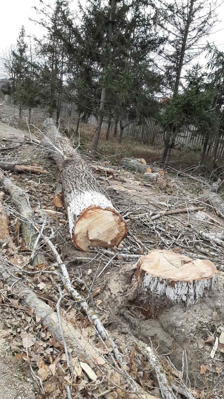 Taierea copacilor, curatarea copacilor, Masina Autoturn, Lucram in toata Moldova !!! foto 2