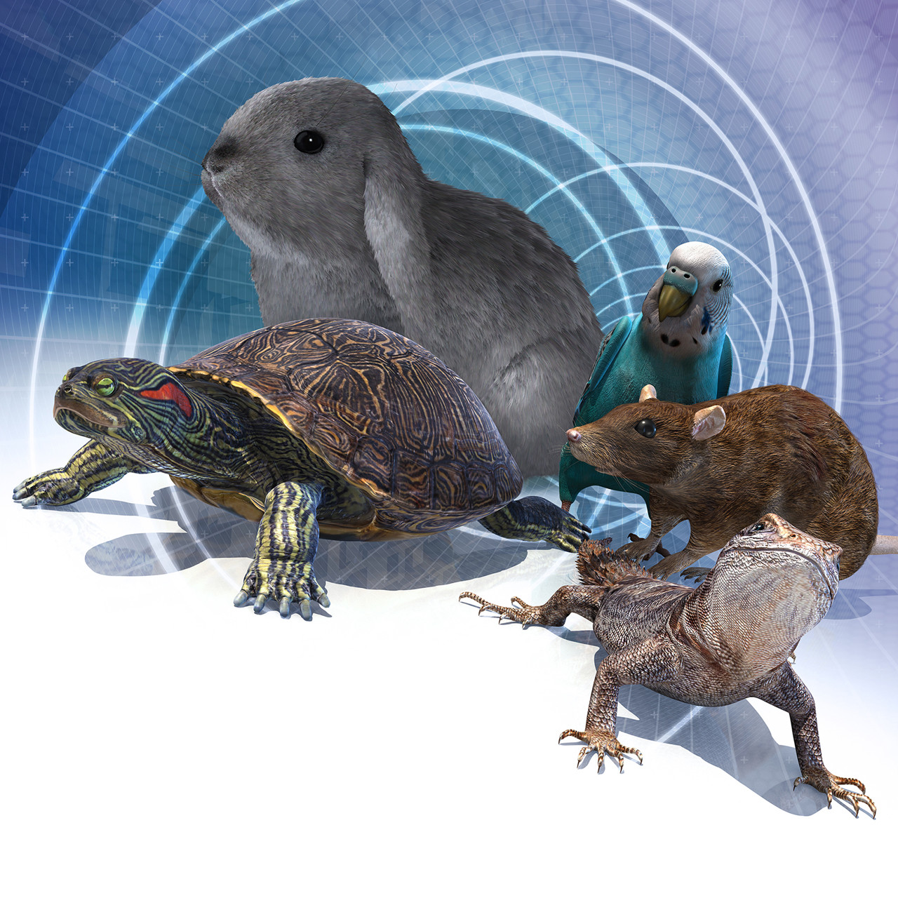 Передержка животных и рептилий!