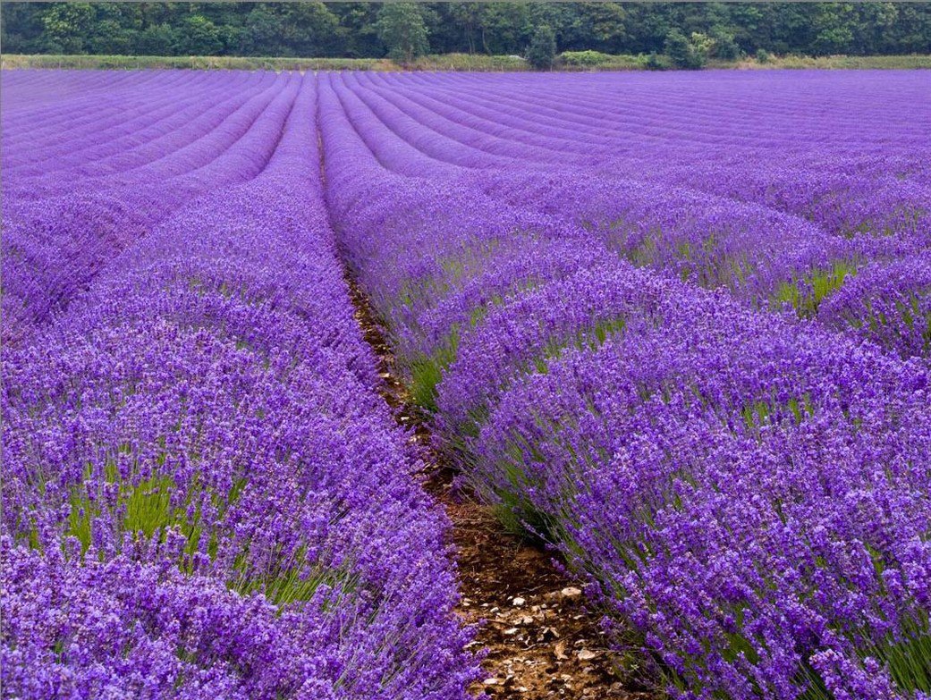 Rasad de lavanda. Саженцы лаванды.