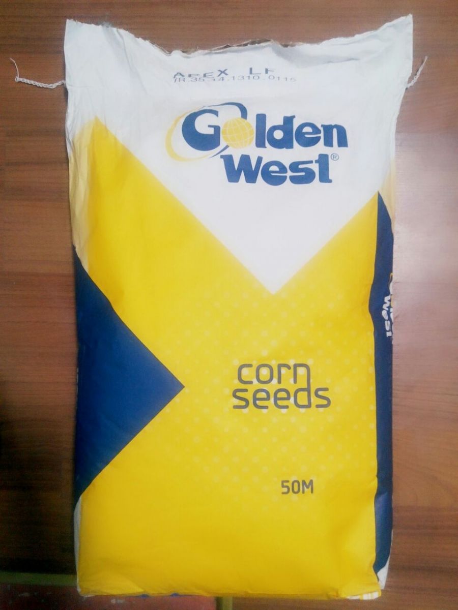 Porumb seminte Golden West Seeds Grecia фото 3