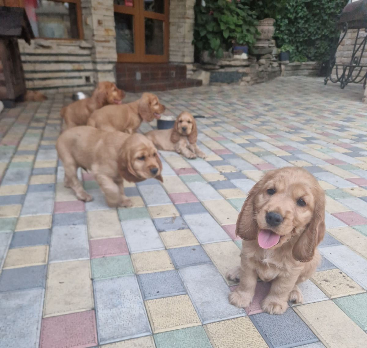 Disponibili: Ultimii 2 cățeluși Cocker Spaniel – Rasa pură, jucăuși și adorabili! foto 4