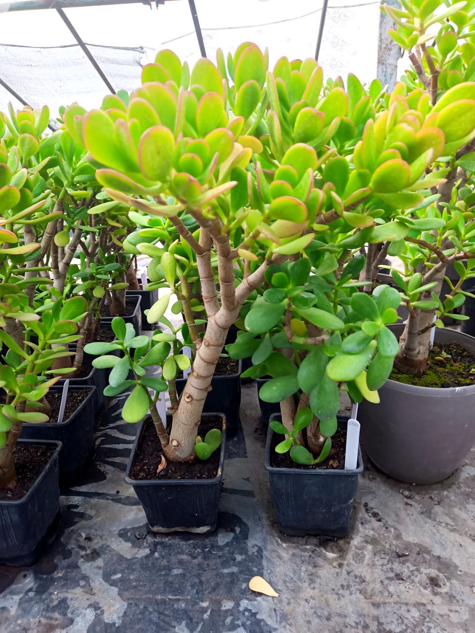 Crassula ovata (Денежное дерево) foto 8