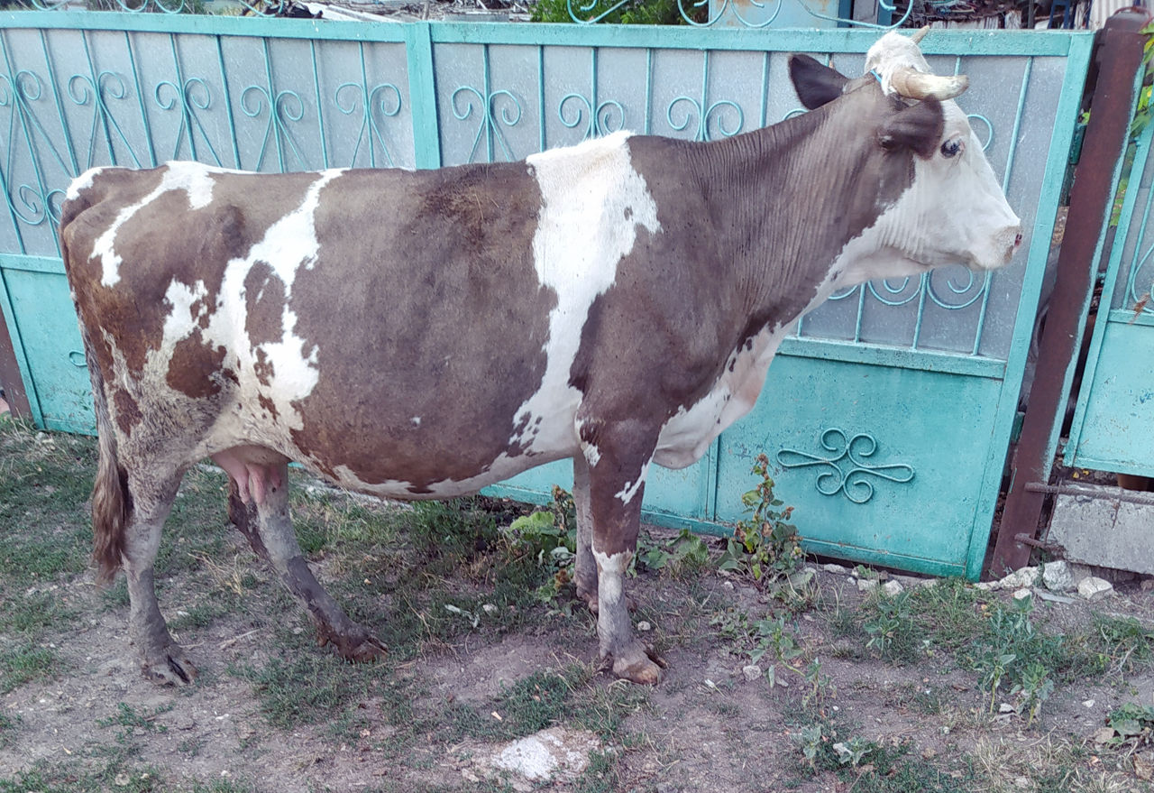 Продам корову
