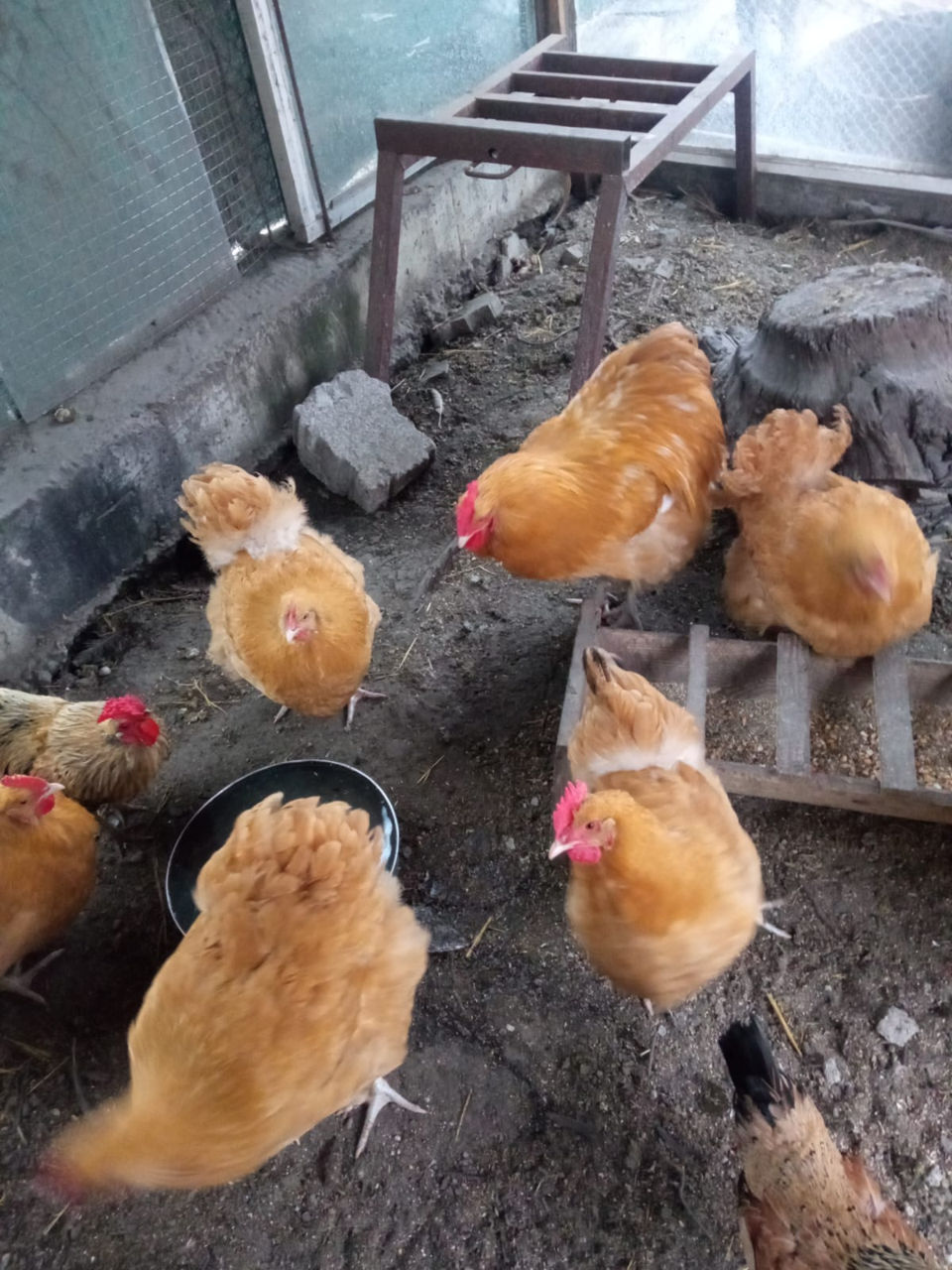 Vand cocosi si gaini de rasa Orpington foto 1