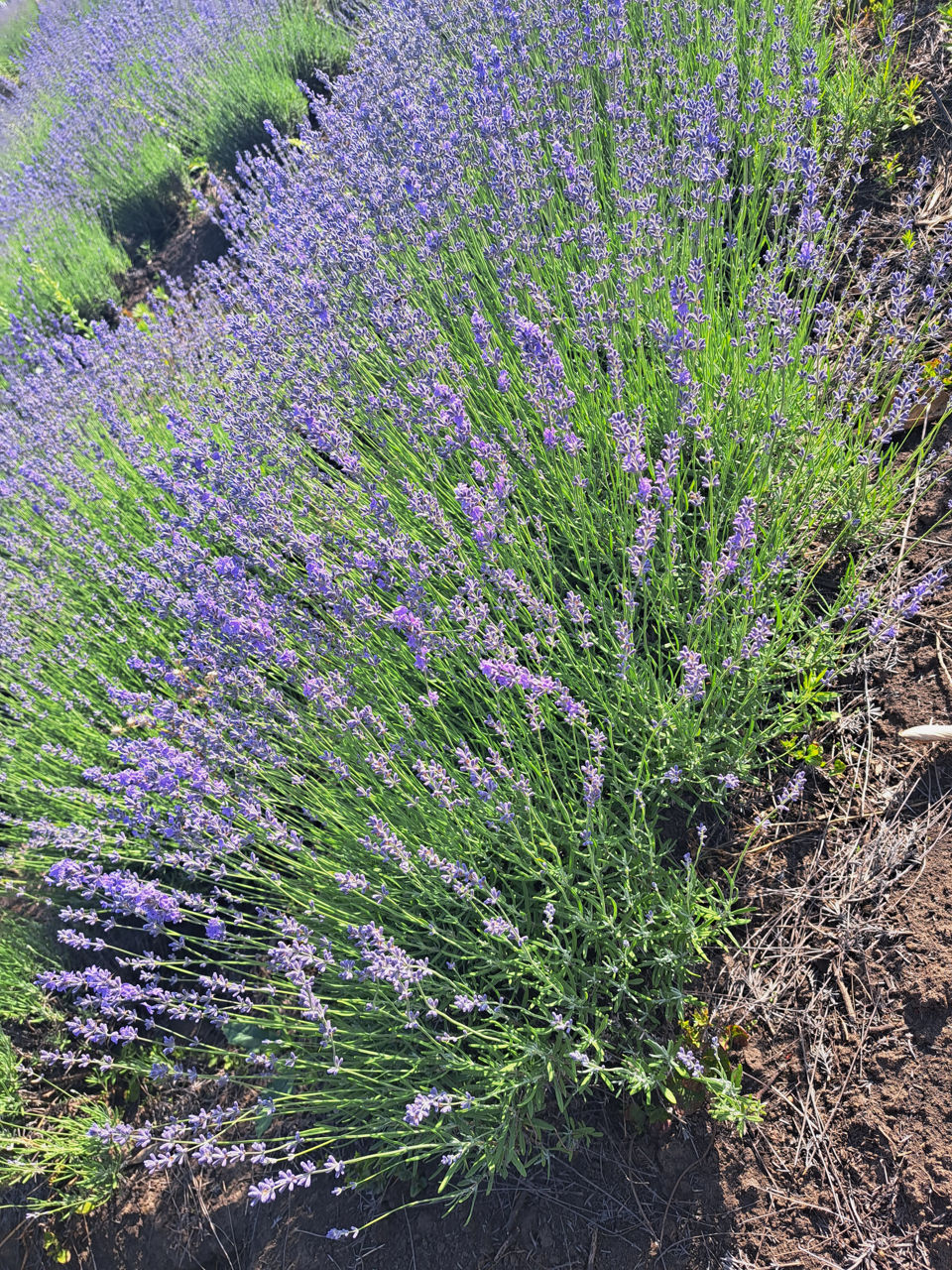 Lavanda foto 7