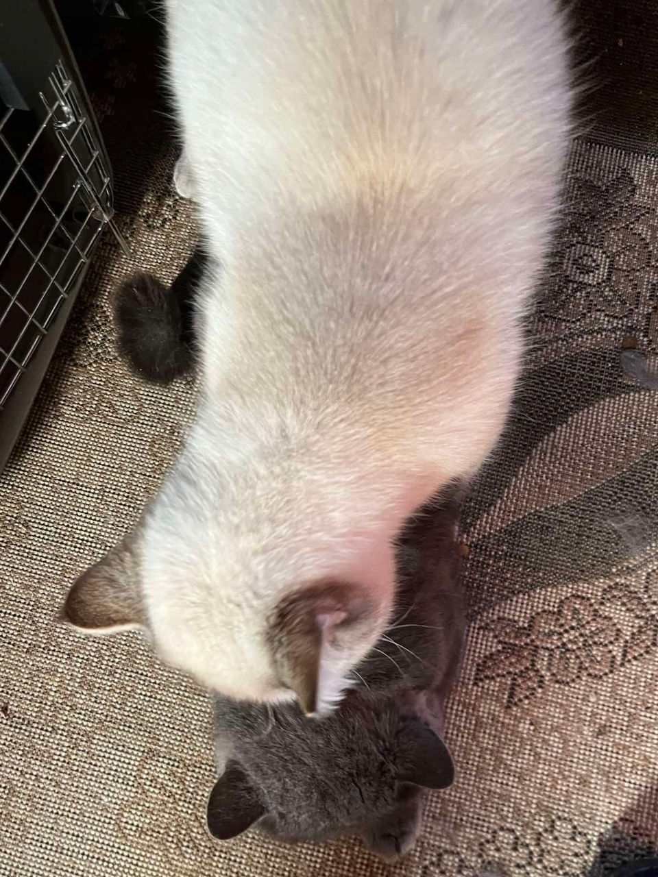 Motan Golden Chinchilla Point (Blue eyes) pt împerechere foto 9