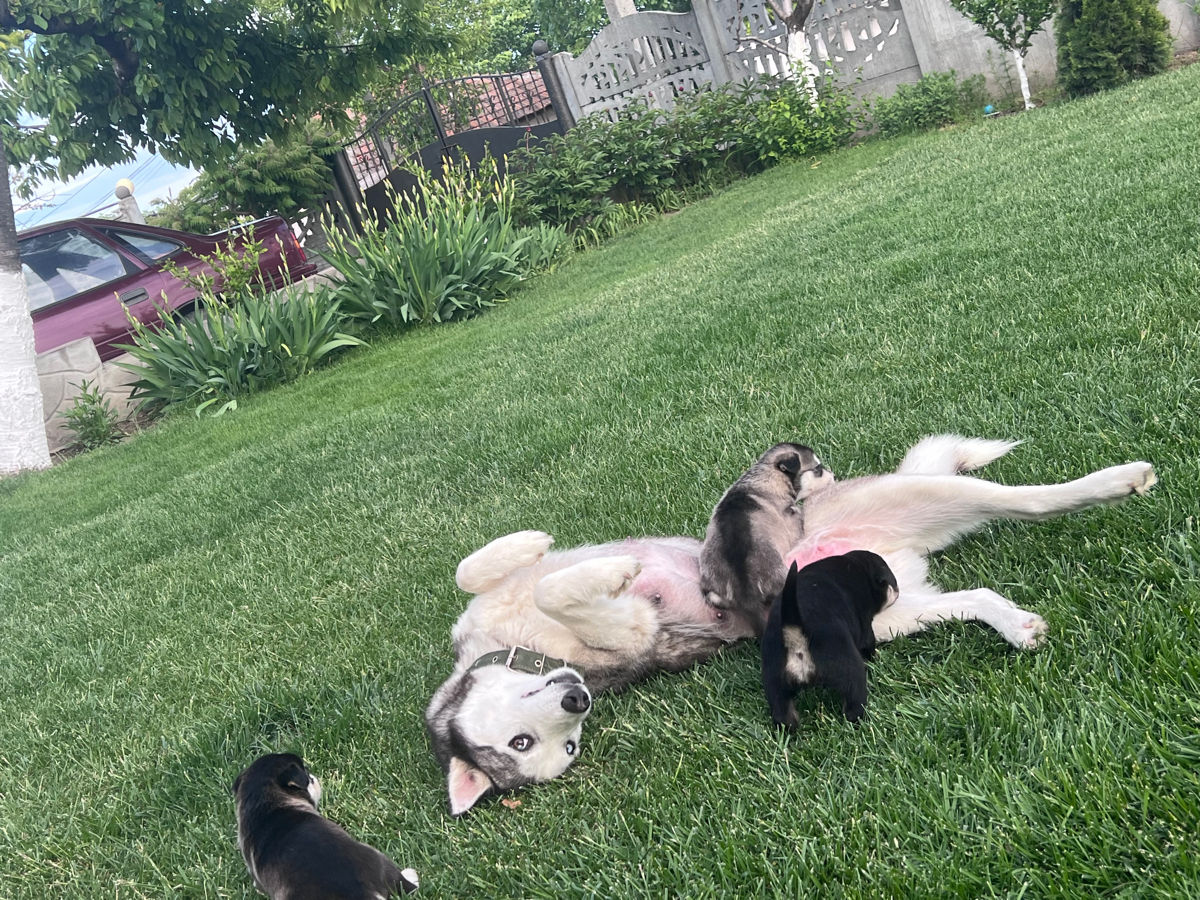 Vînd Metis Labrador & Husky foto 5