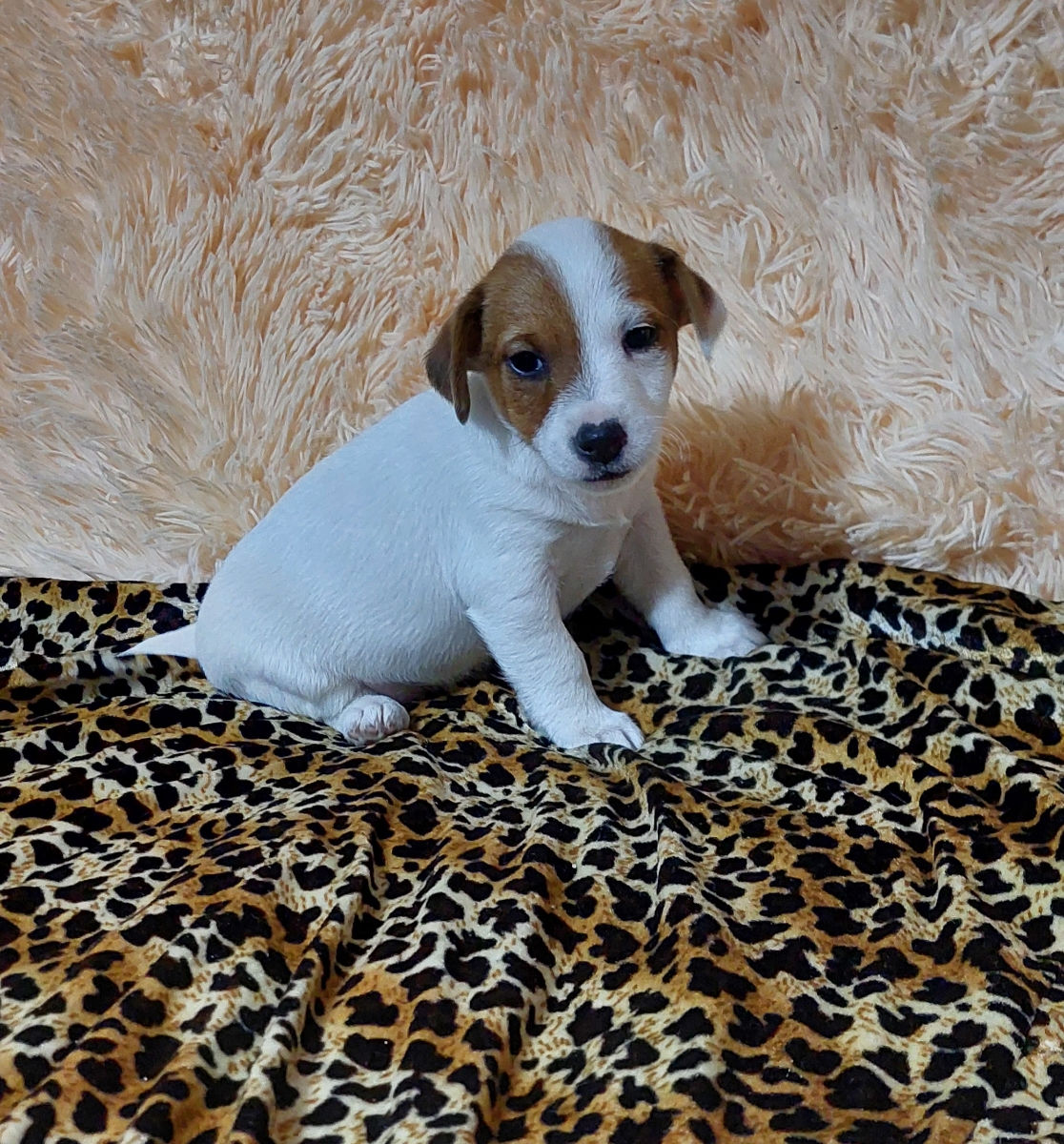 Vând căței jack russell terrier, născuți la 15 august. Or. Soroca foto 3