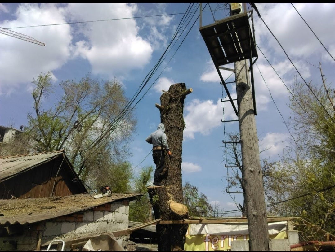 Пилим деревья Doborîm arbori periculoși foto 3