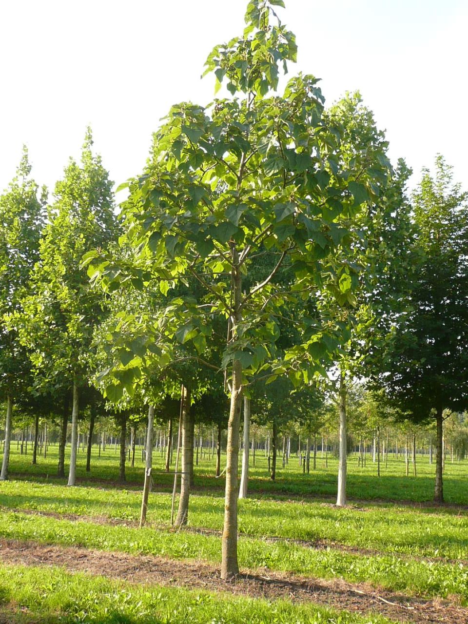 paulownia foto 1