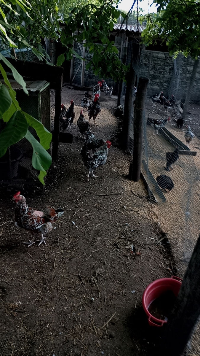 Имеем в продаже семьи породистых кур