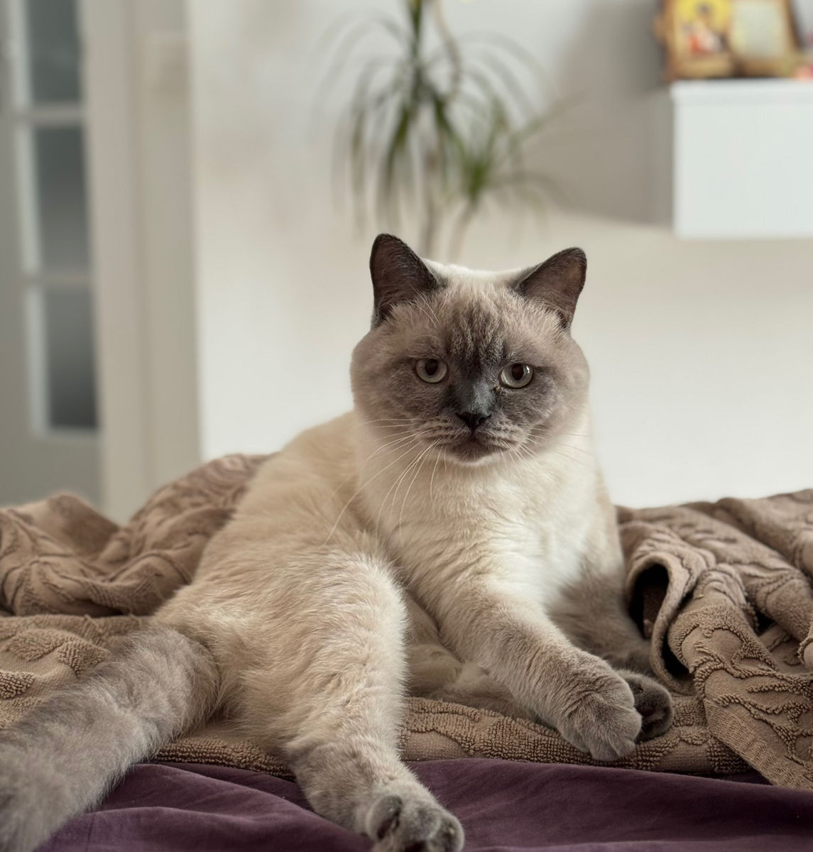 Motan de rasă pentru împerechere ( monta)– invităm pisici acasă la noi.  Кот для вязки ! фото 9