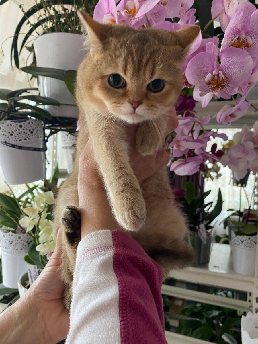 Золотая Шиншила котик