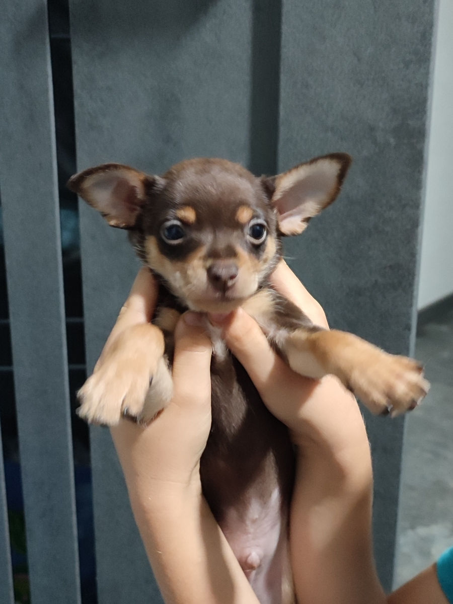 щенки породы Русский Toy terrier. два мальчика foto 1
