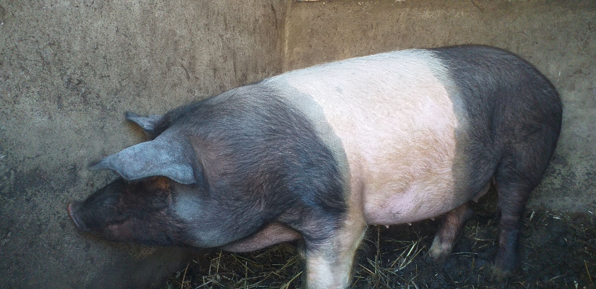 Vind 3 porci de casa 110-130kg.Sunati pe numărul 060968693  foto 1