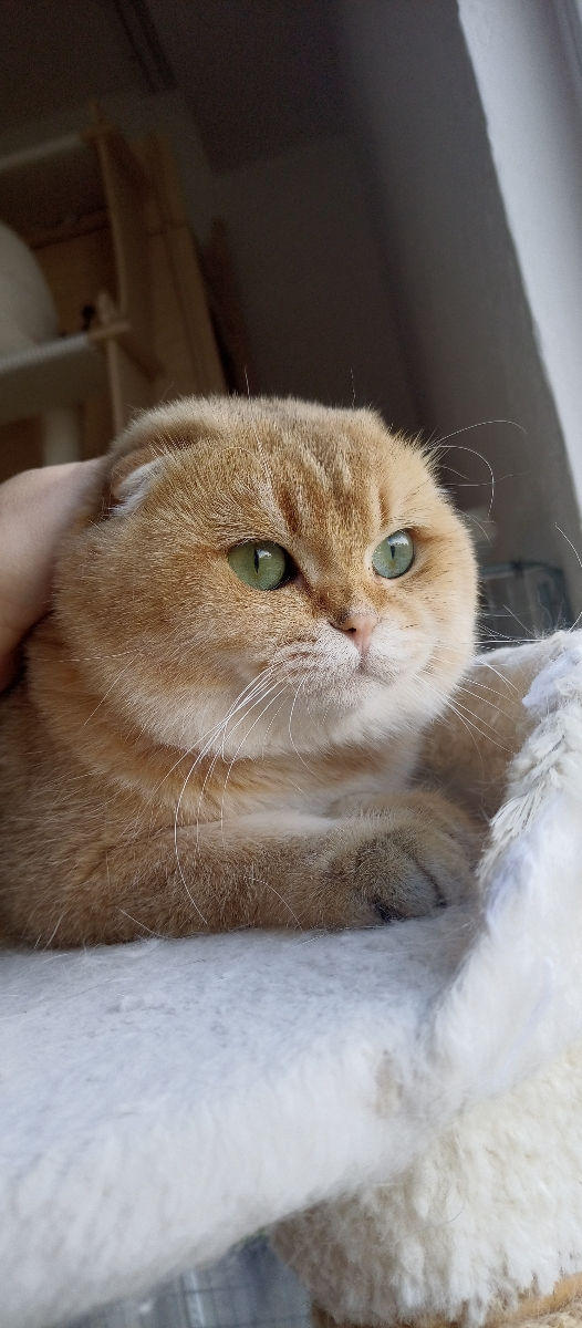 Scottish fold/straight foto 5