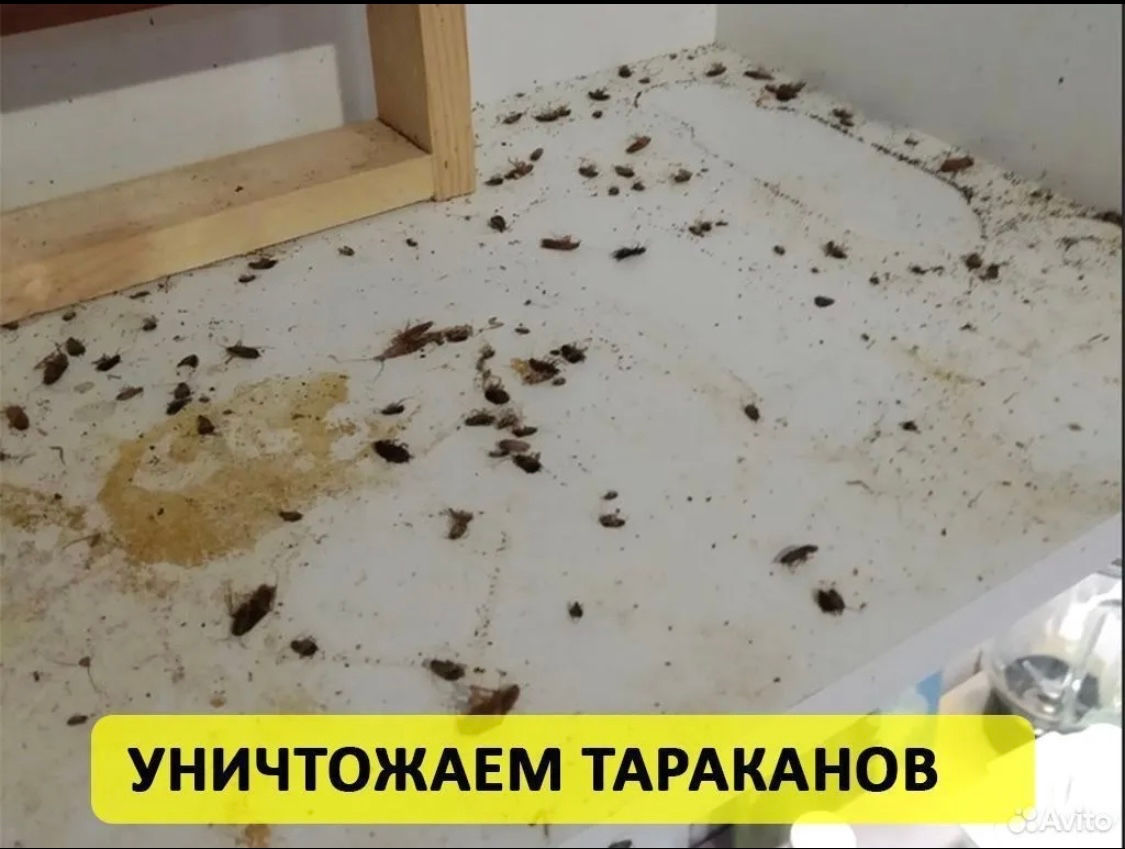 Санобработка тараканов, клопов, блох. Дезинфекция , Дезинсекцыя , Дератизация foto 1