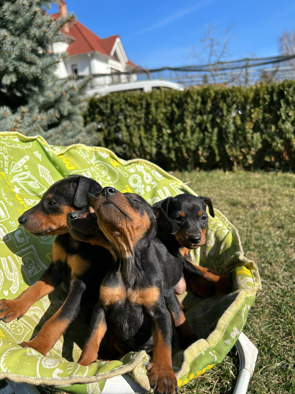 Zwergpinscher foto 5