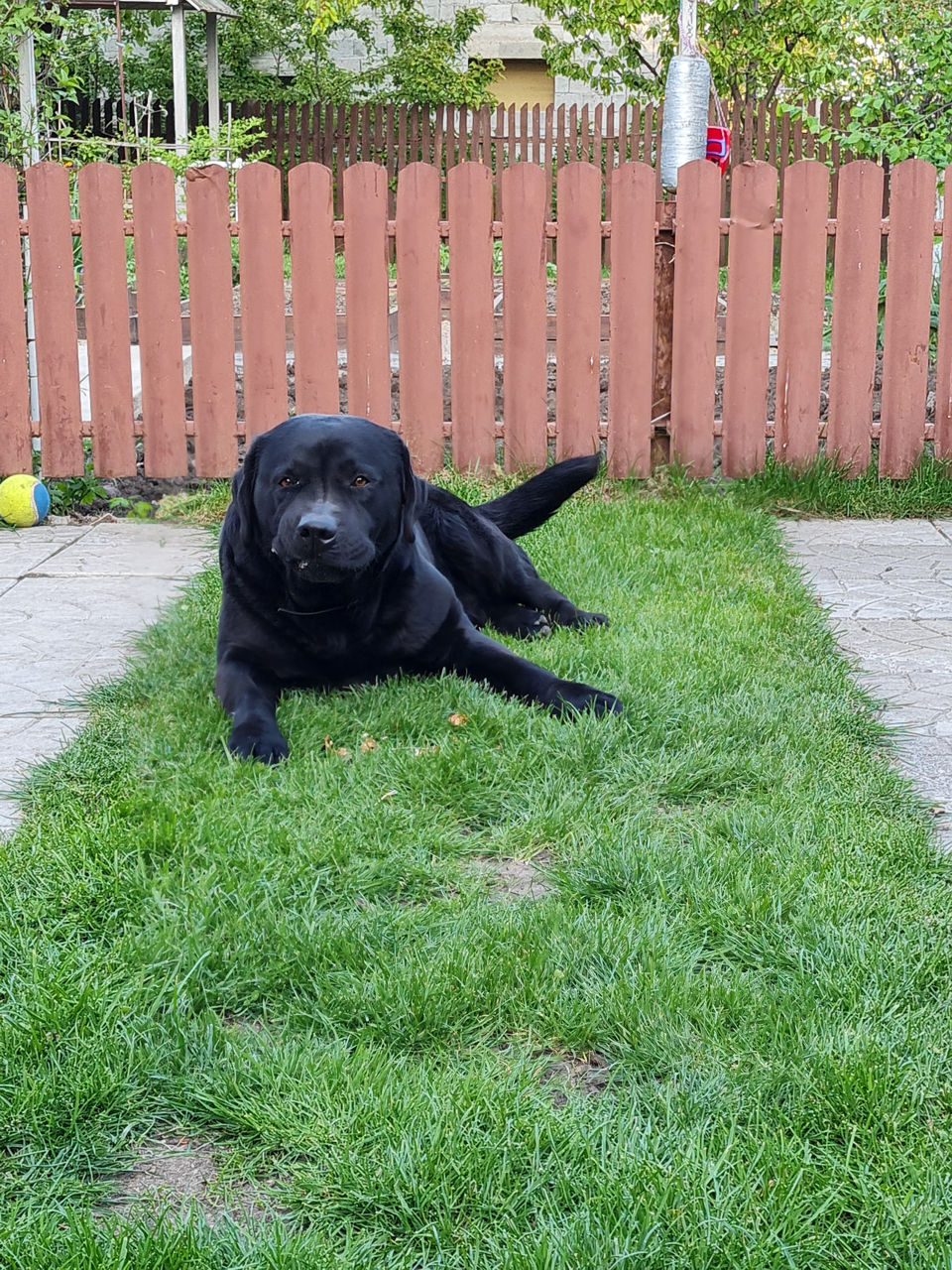 Labrador pentru imperechere foto 4