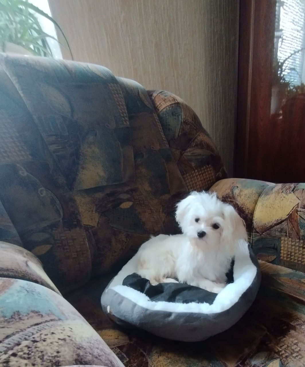 Mini baiat bichon maltese / мальтийская болонка