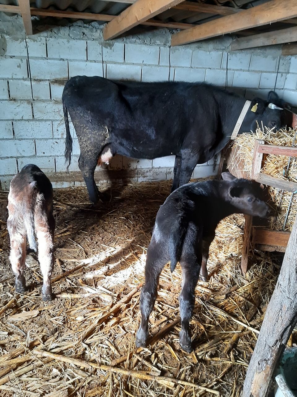 Продам корову с двумя бычками.