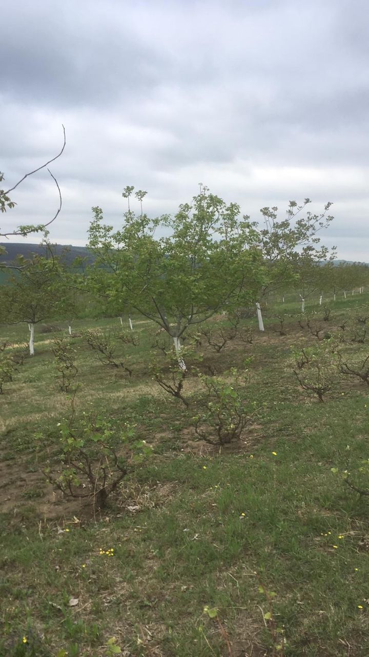 Livada de nuci roditori, Teren agricol фото 1