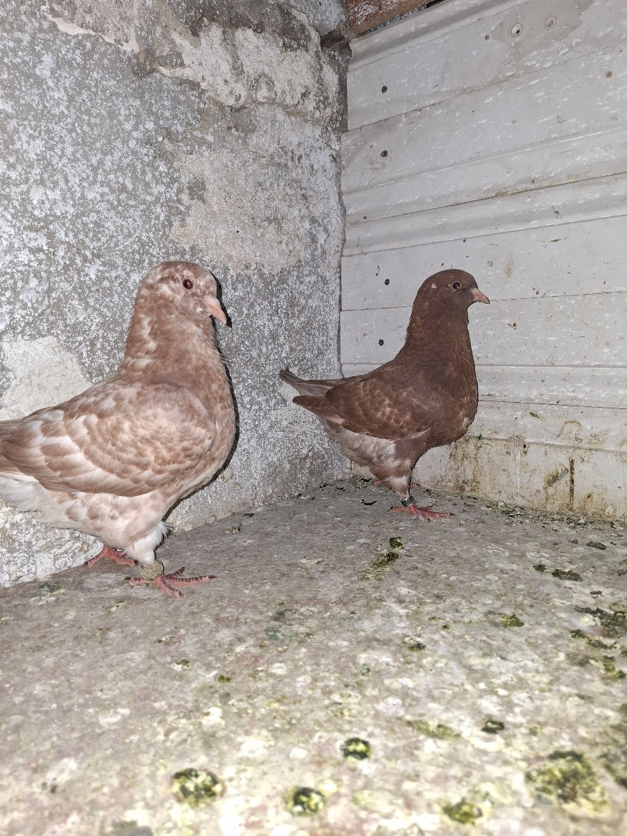 🕊️ Porumbei de rasă – King și Texani, talie mare 🕊️

 foto 4