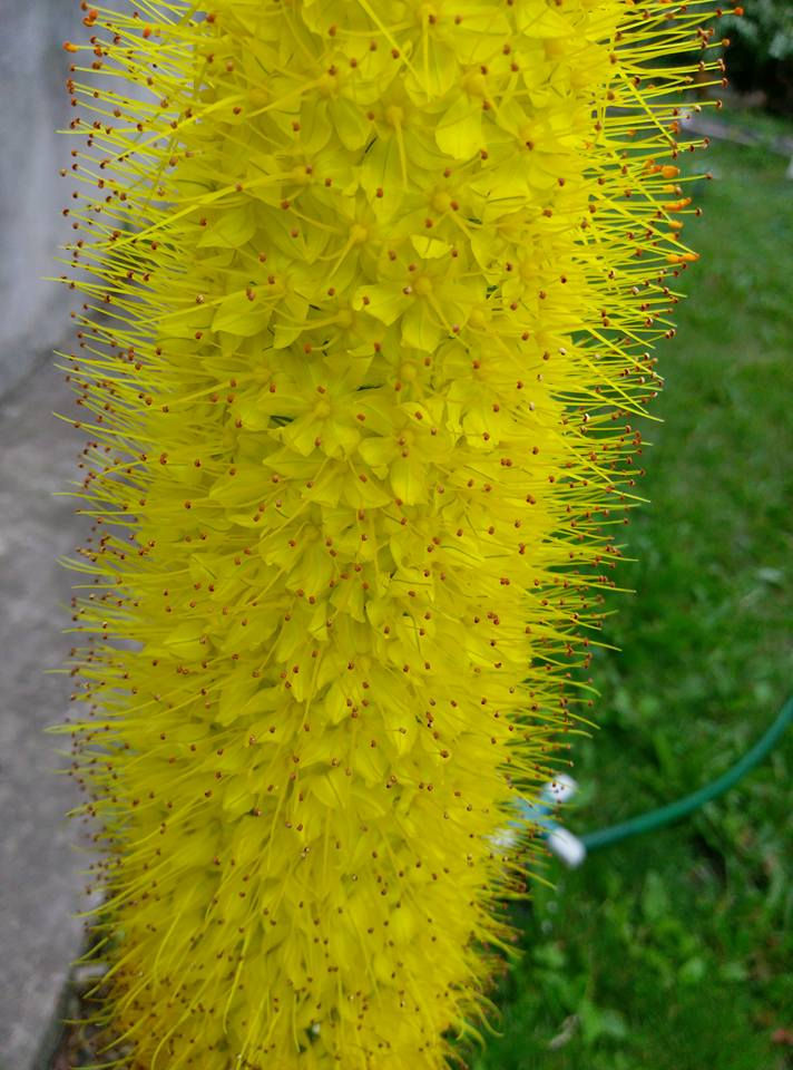 suculente de gradina si alte flori foto 4