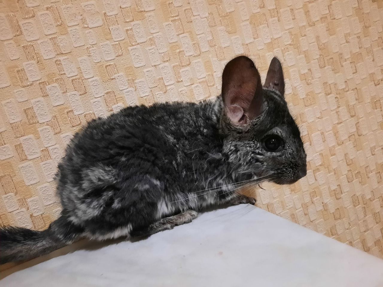 Шиншиллы пара
