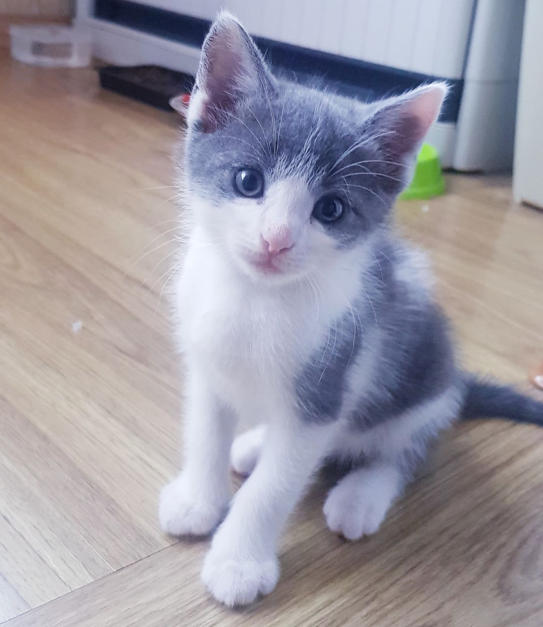 Котик