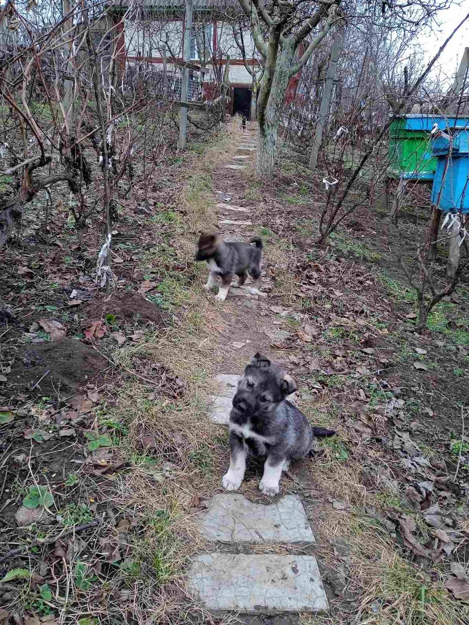 Catei de Сiobanesc german (mama) si Haski (tata) !!! Щенки