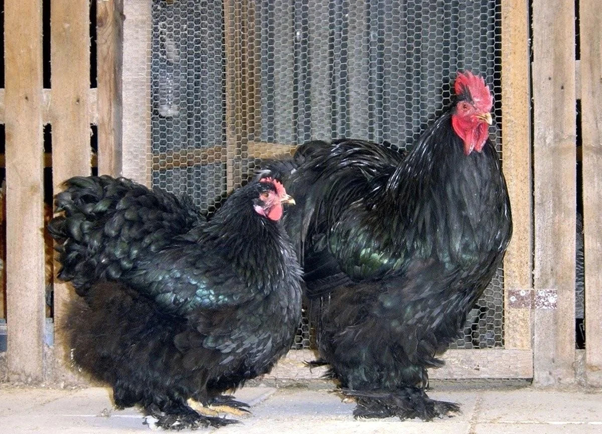 Инкубационные яйца Брама и Кохинхина – для успешного разведения! фото 3