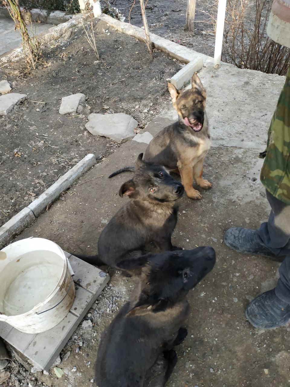 щенки немецкой овчарки
