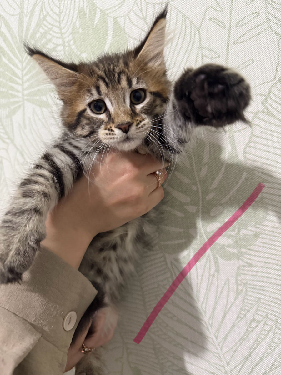 Котята Майн Кун , ищут семью фото 6