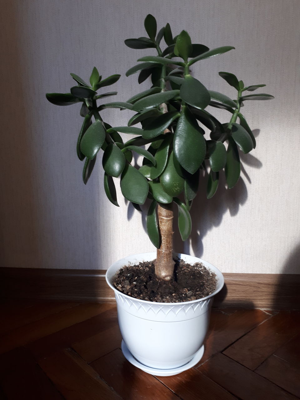 Денежное дерево