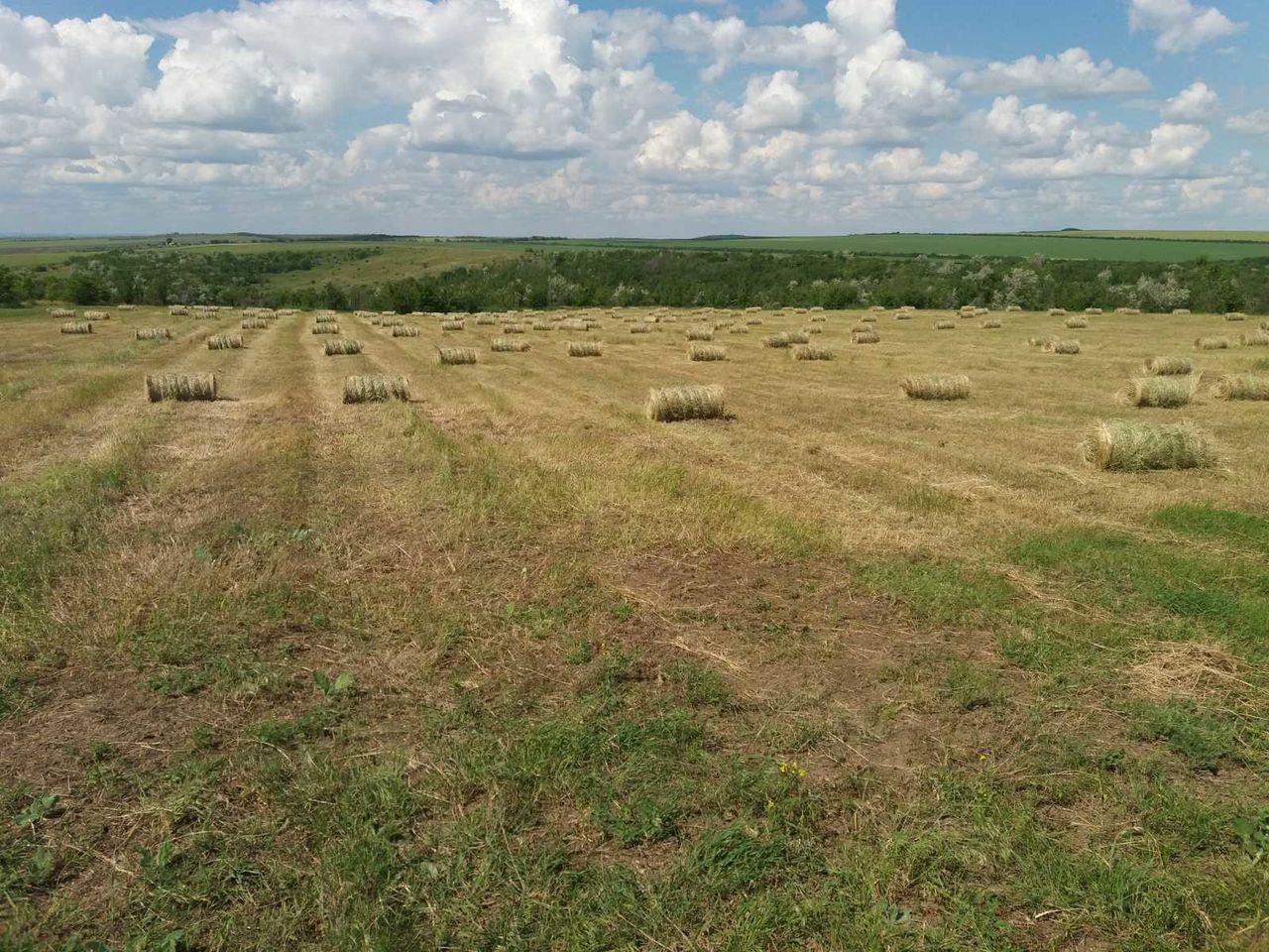 Сено